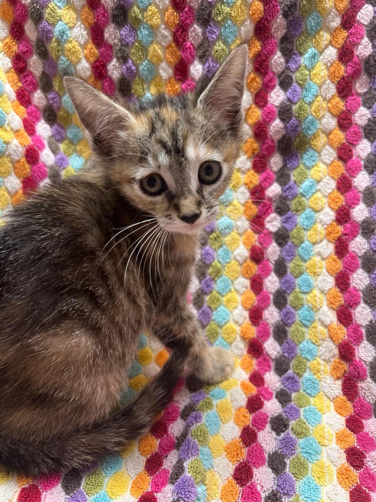 Enlarge Raisin Bran, a Adoptable Domestic Short Hair in Maple Heights, OH image 2/3