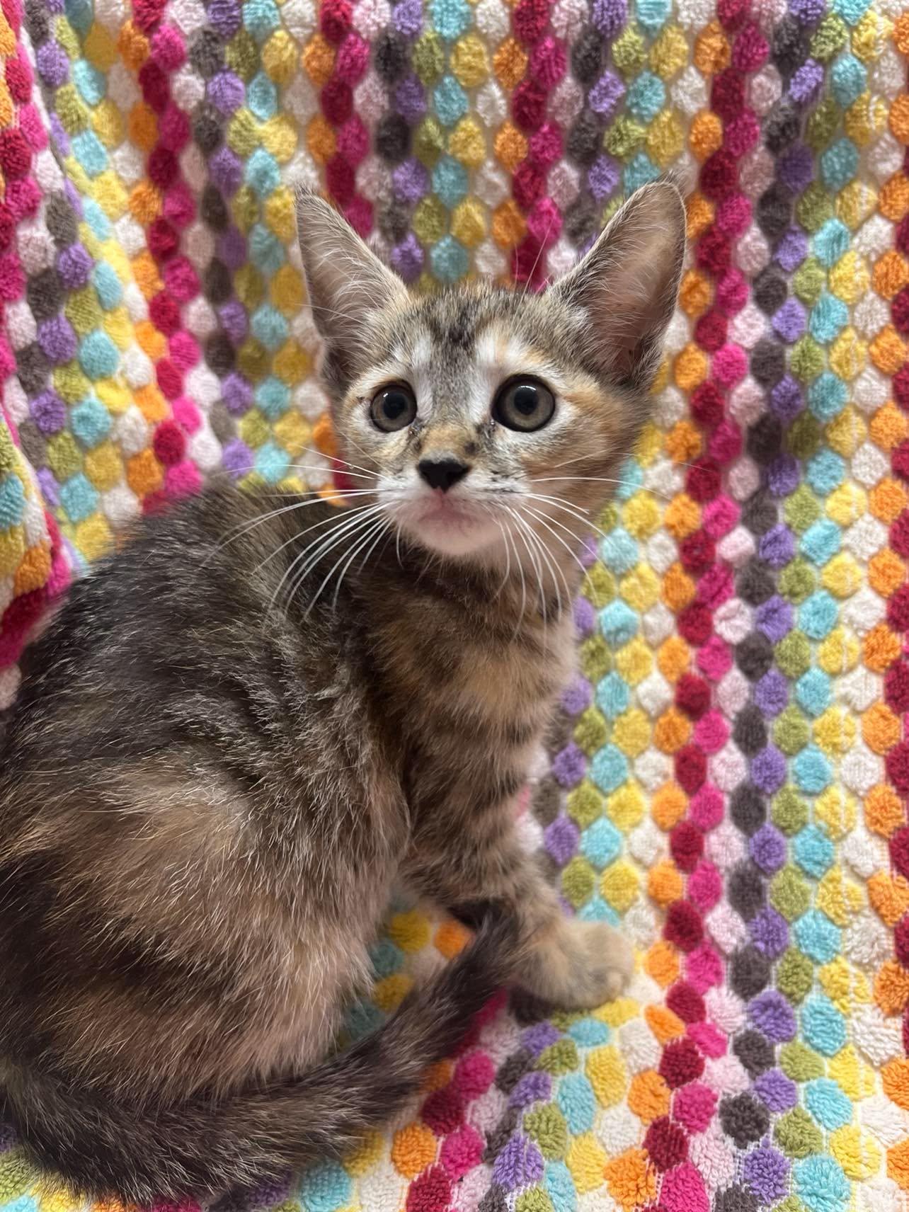 Enlarge Raisin Bran, a Adoptable Domestic Short Hair in Maple Heights, OH image 3/3