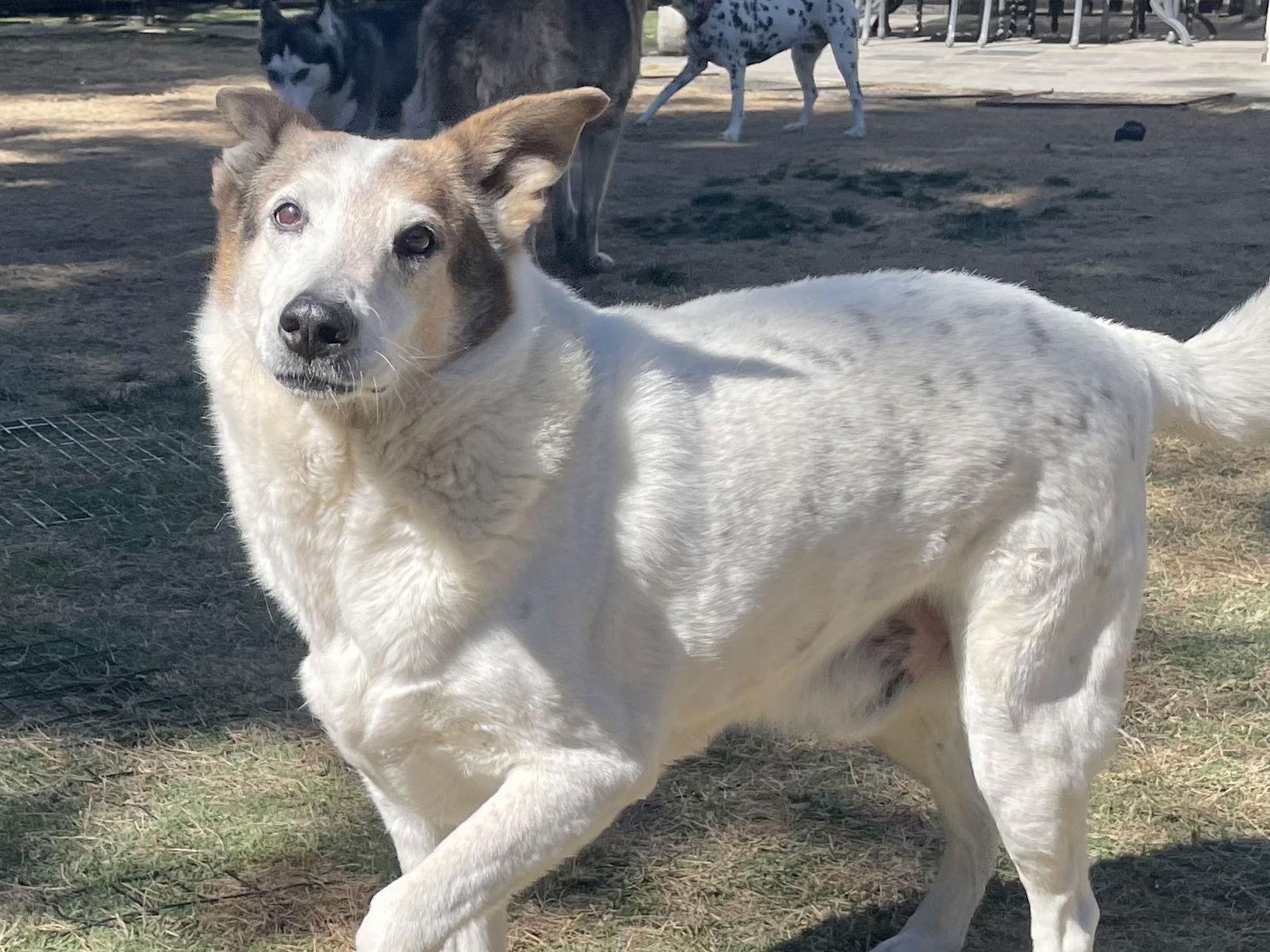 Desert Dog White Knight, Adoptable, Adult Male Australian Cattle Dog / Blue Heeler & German Shepherd Dog.