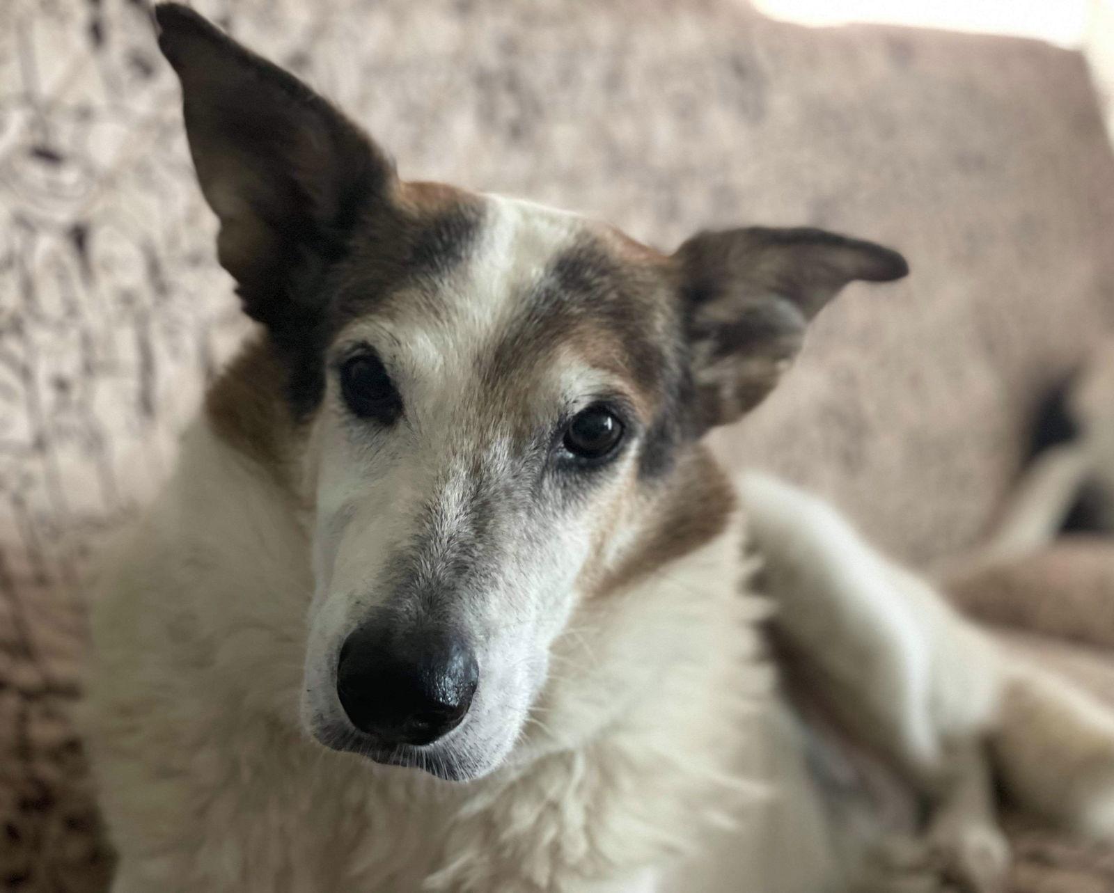 Enlarge Desert Dog White Knight, a Adoptable mixed breed in San Bernardino, CA image 2/3