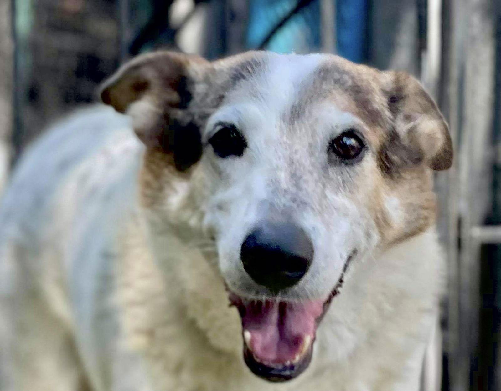 Enlarge Desert Dog White Knight, a Adoptable mixed breed in San Bernardino, CA image 3/3