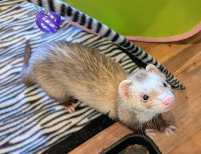 Draco, Adoptable, Young Male Ferret.