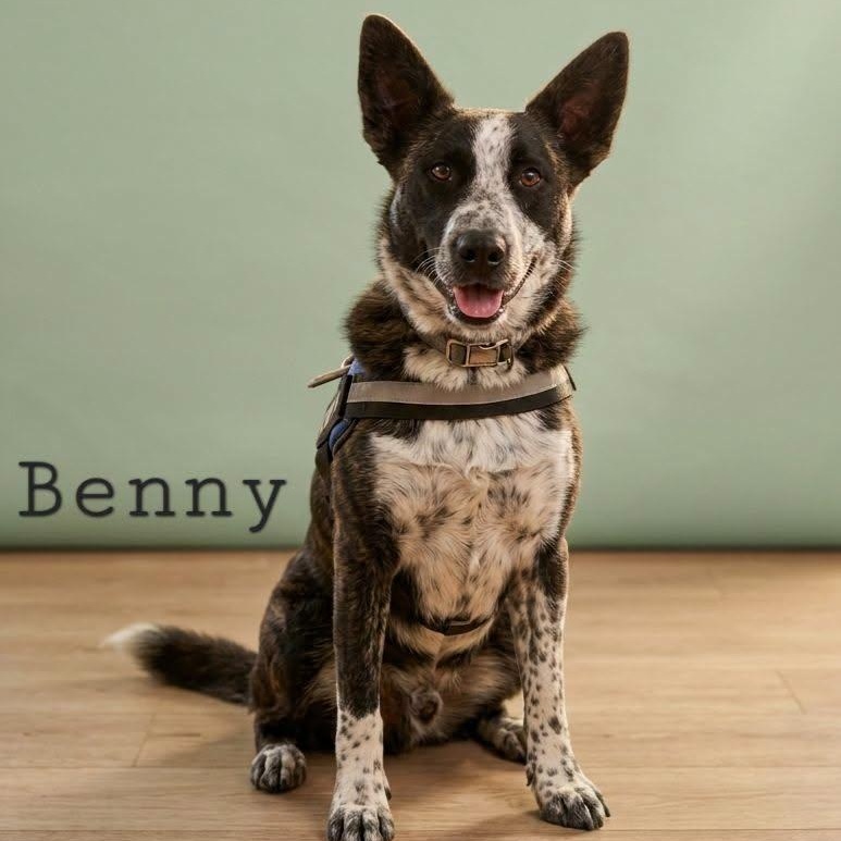Enlarge Benny, a ADOPTABLE mixed breed in Montague, TX image 1/5