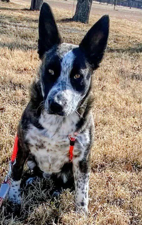 Benny, ADOPTABLE, Puppy Male Australian Cattle Dog / Blue Heeler & German Shepherd Dog.