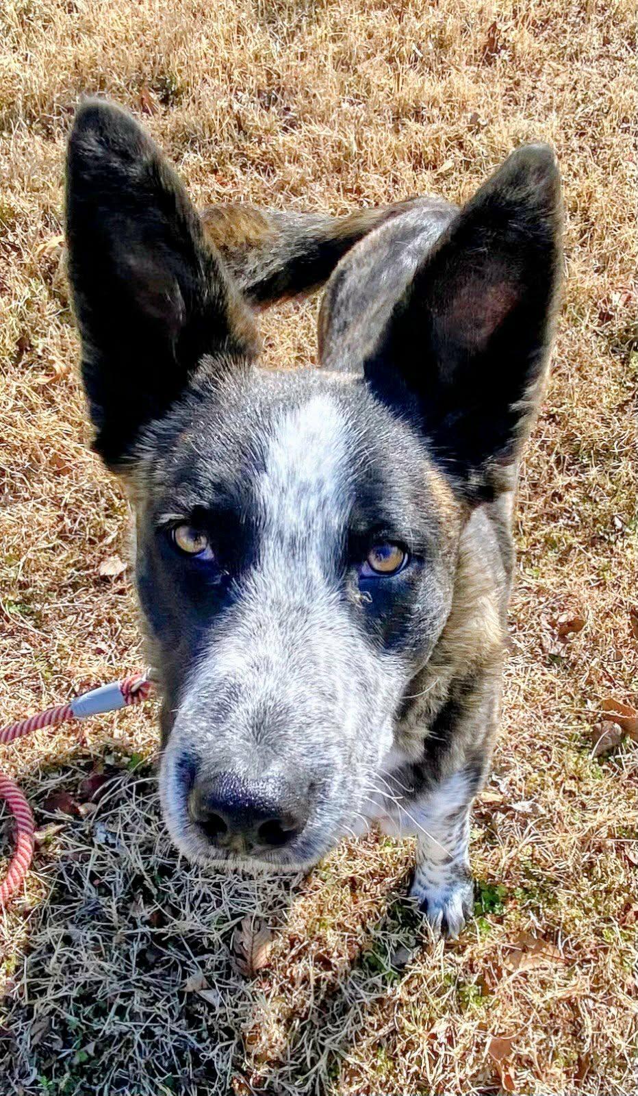 Enlarge Benny, a ADOPTABLE mixed breed in Bowie, TX image 2/4