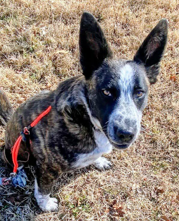 Enlarge Benny, a ADOPTABLE mixed breed in Bowie, TX image 3/4