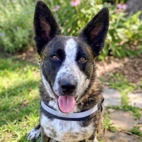 Enlarge Benny, a ADOPTABLE mixed breed in Montague, TX image 2/5