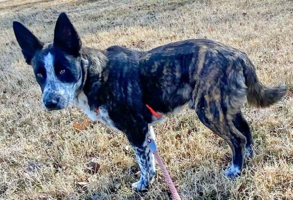 Enlarge Benny, a ADOPTABLE mixed breed in Bowie, TX image 4/4