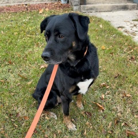 Enlarge Ralow, a Adoptable mixed breed in Naperville, IL image 1/4