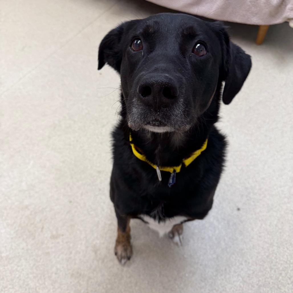 Enlarge Ralow, a Adoptable mixed breed in Naperville, IL image 2/4