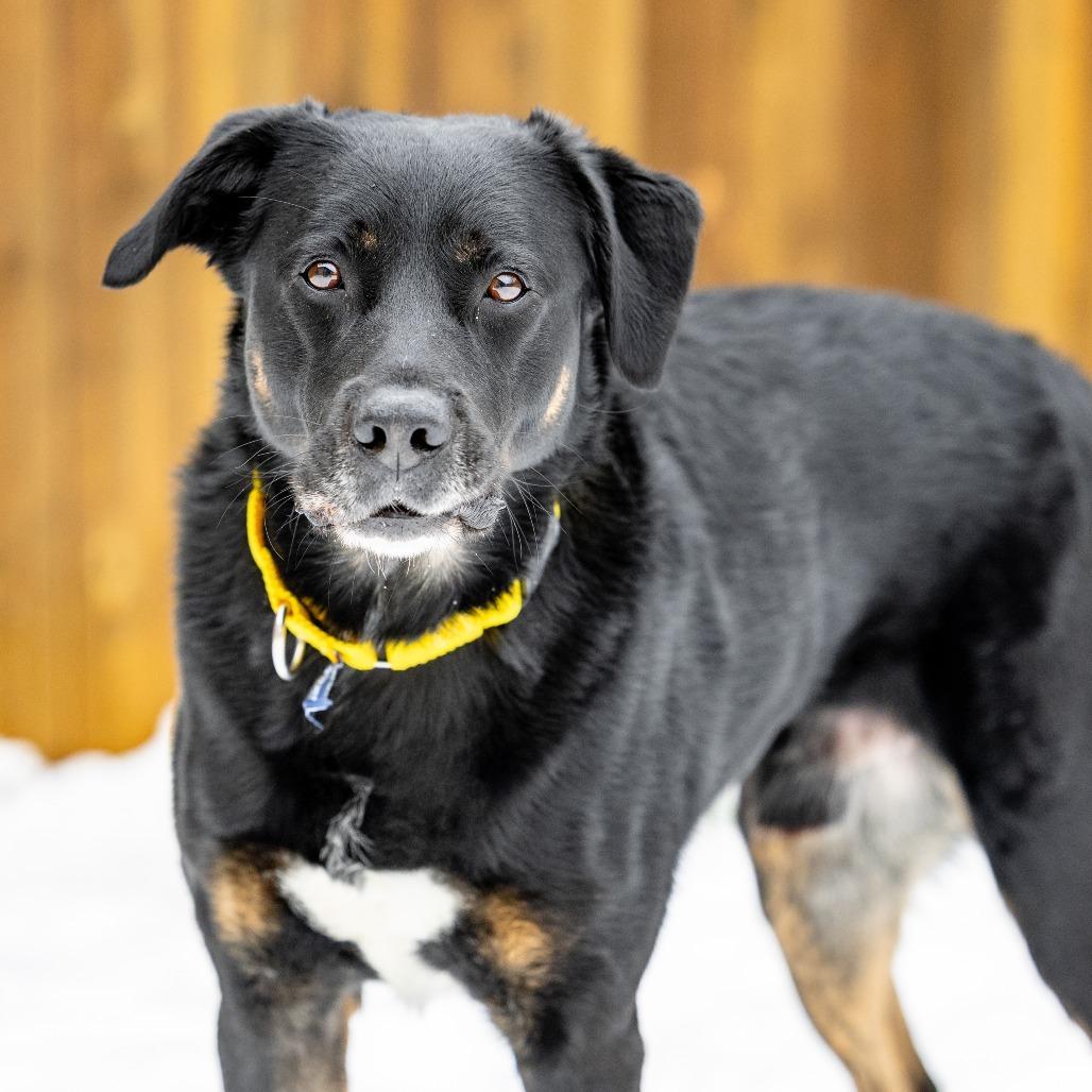 Enlarge Ralow, a Adoptable mixed breed in Naperville, IL image 3/4