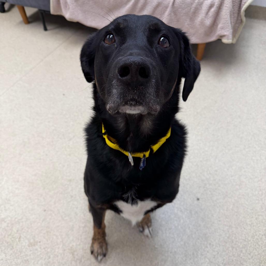 Enlarge Ralow, a Adoptable mixed breed in Naperville, IL image 4/4