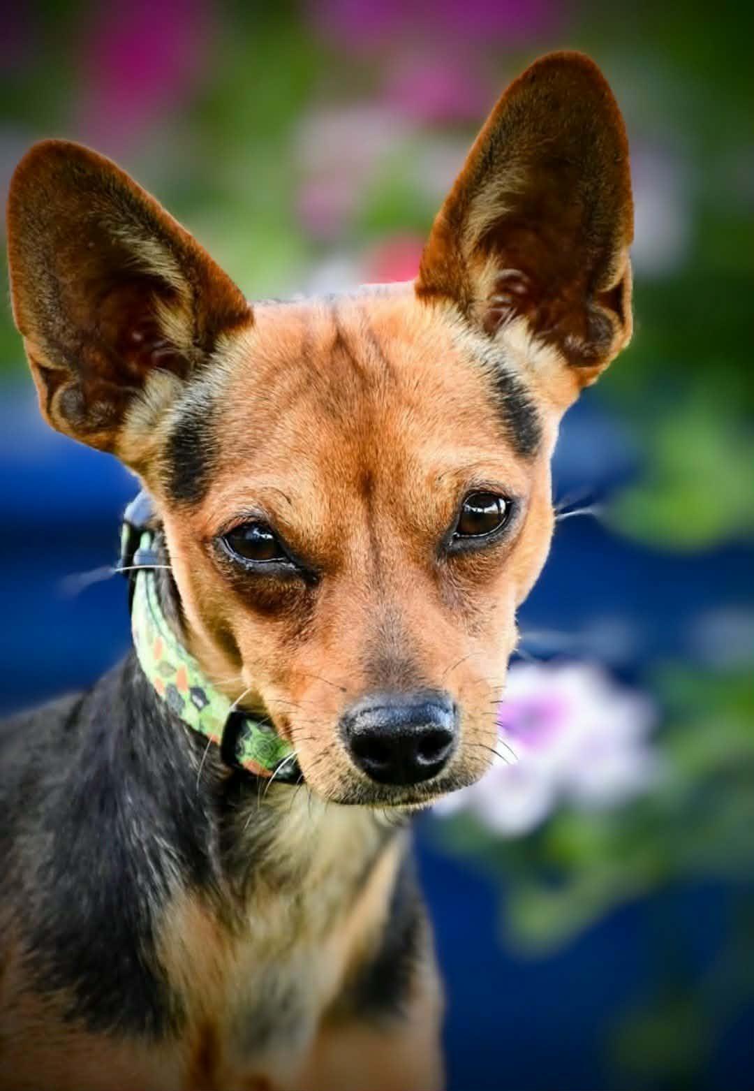 Enlarge DICKENS, a Adoptable mixed breed in Yakima, WA image 6/6