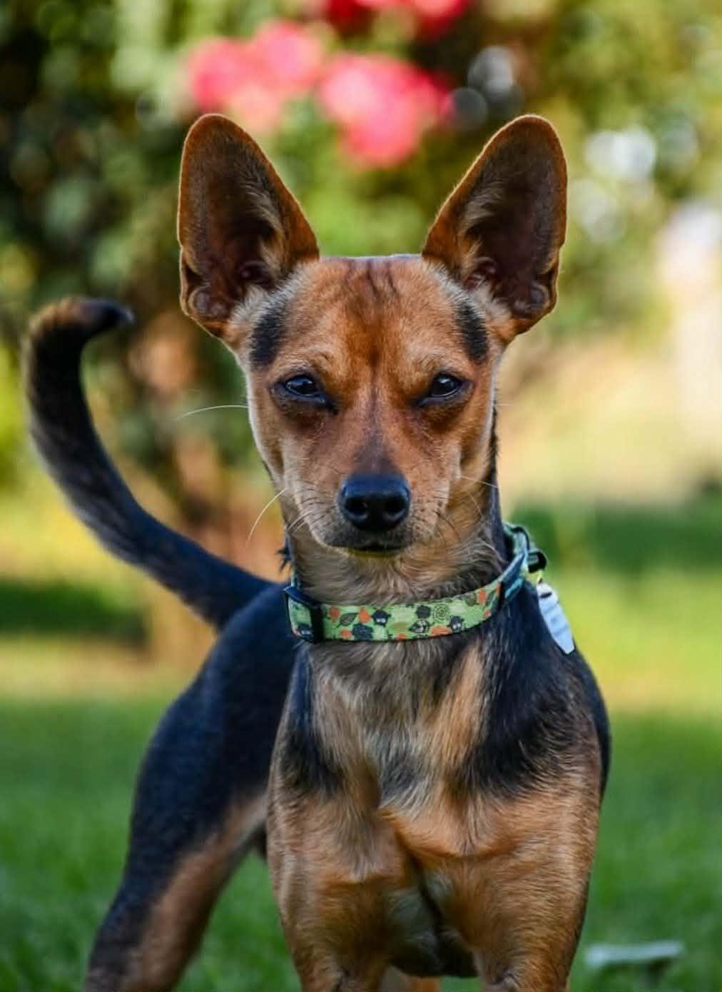 Enlarge DICKENS, a Adoptable mixed breed in Yakima, WA image 2/6