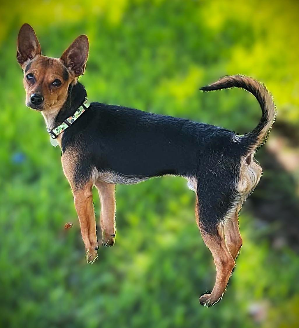 Enlarge DICKENS, a Adoptable mixed breed in Yakima, WA image 4/6