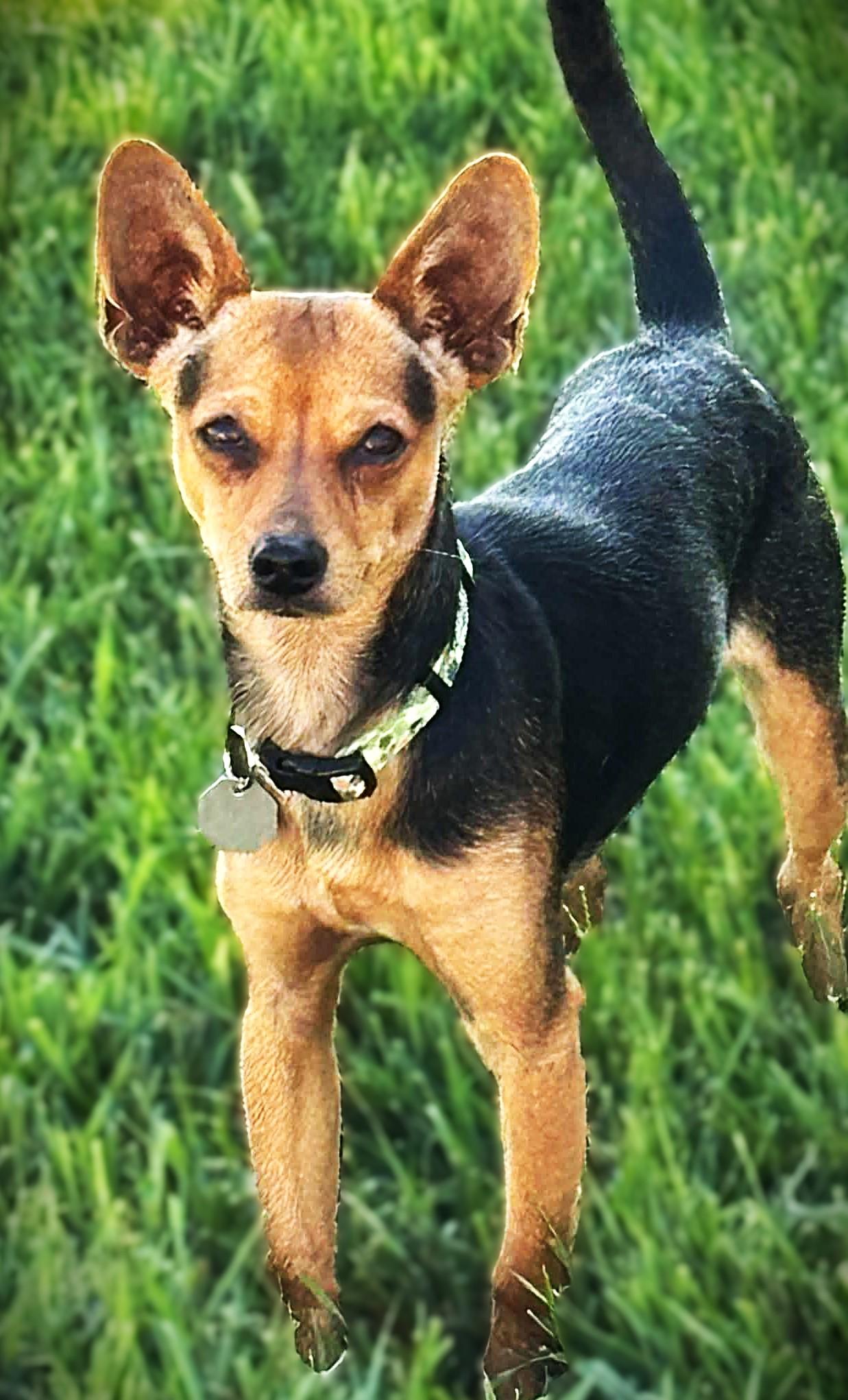Enlarge DICKENS, a Adoptable mixed breed in Yakima, WA image 3/6