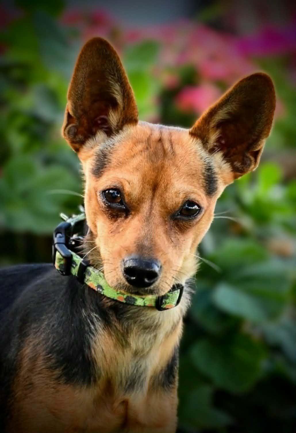 Enlarge DICKENS, a Adoptable mixed breed in Yakima, WA image 5/6