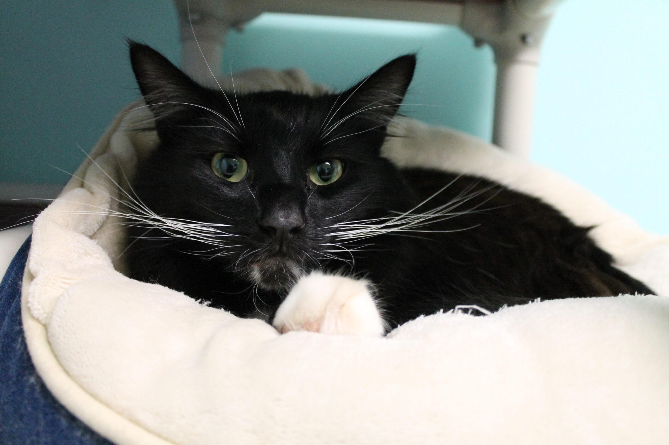 Enlarge Asher, a ADOPTABLE mixed breed in McCall, ID image 1/2