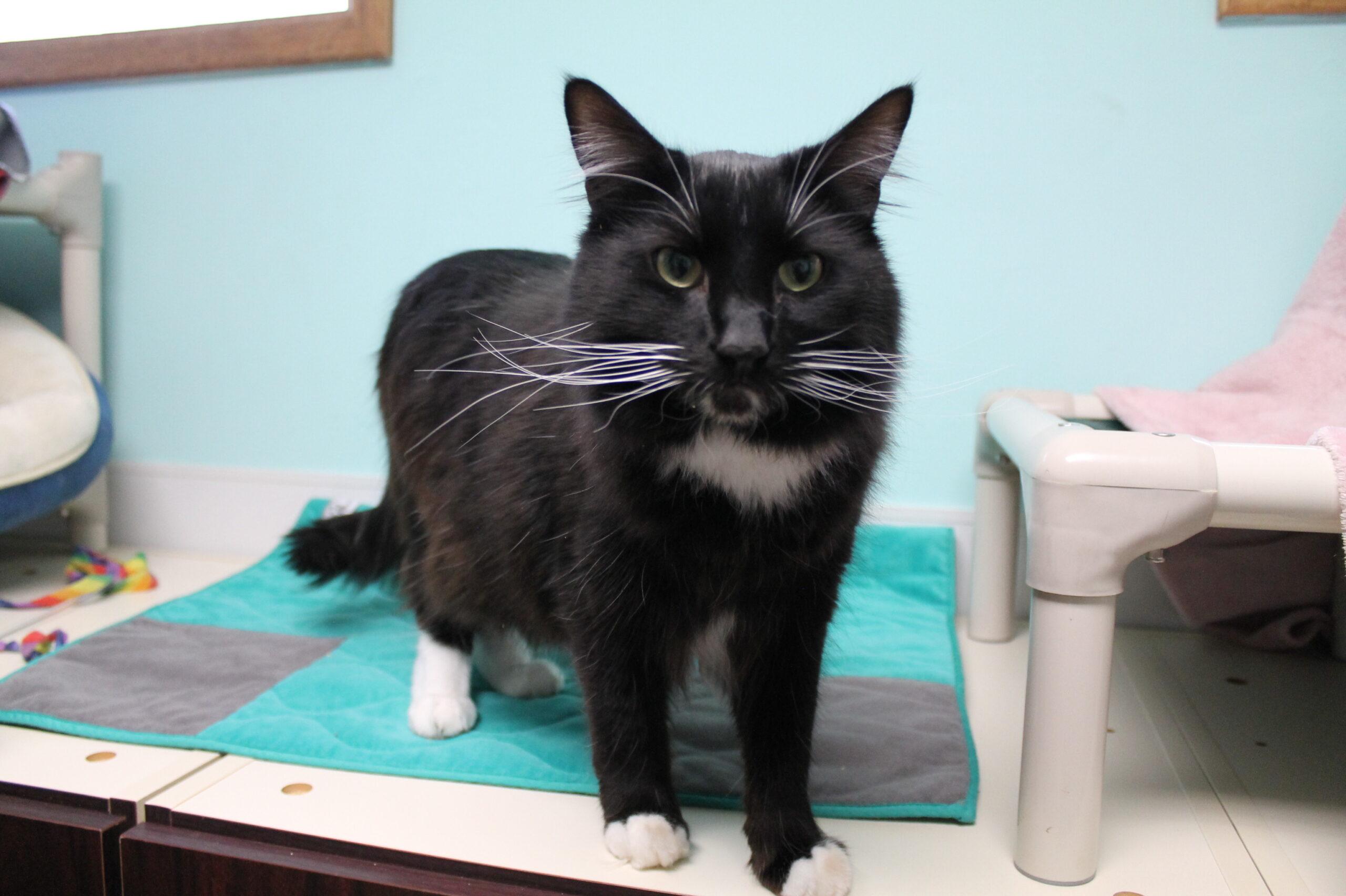 Enlarge Asher, a ADOPTABLE mixed breed in McCall, ID image 2/2