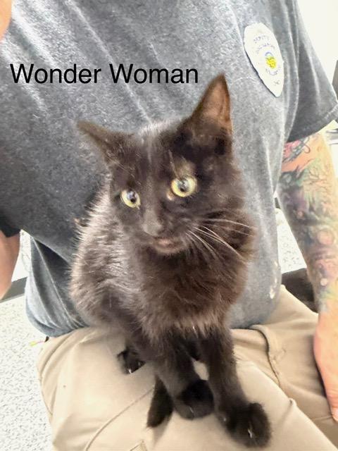 Enlarge Wonder Woman, a ADOPTABLE Domestic Short Hair in Bryan, OH image 1/1