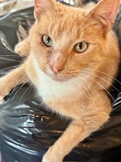 Walter, Adoptable, Adult Male Domestic Short Hair & Tabby.