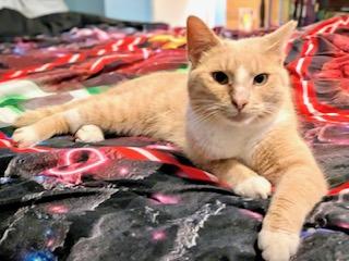 Enlarge Walter, a Adoptable mixed breed in Ladson, SC image 2/3