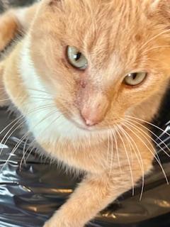 Enlarge Walter, a Adoptable mixed breed in Ladson, SC image 3/3