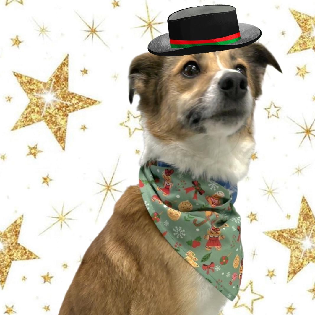 Enlarge Freya, an adopted mixed breed in Livonia, MI image 4/5