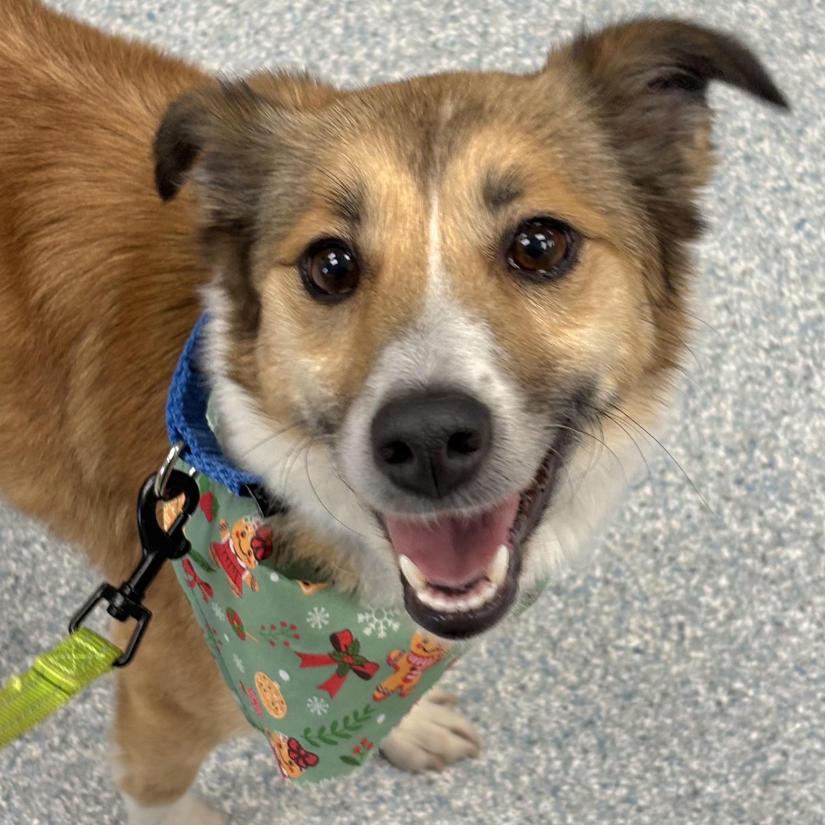 Enlarge Freya, an adopted mixed breed in Livonia, MI image 1/5