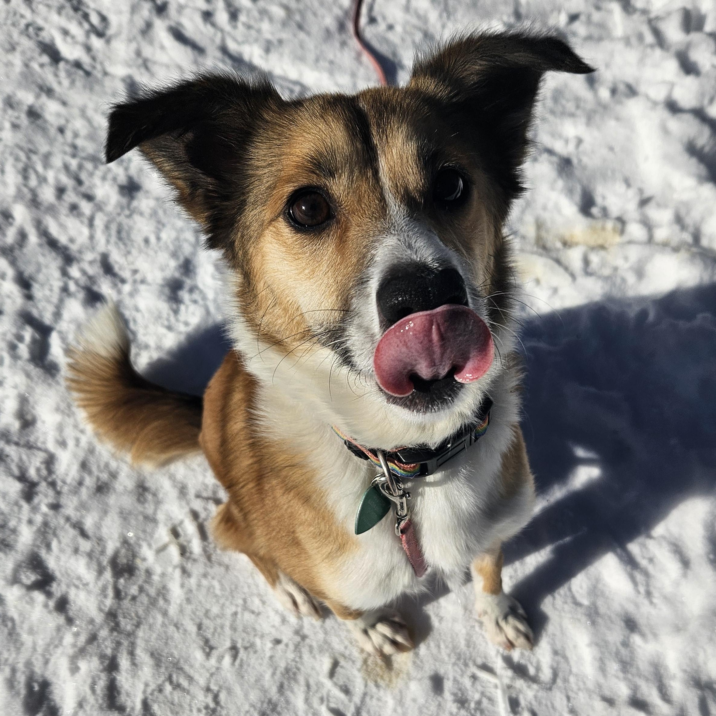 Enlarge Freya, an adopted mixed breed in Livonia, MI image 3/5