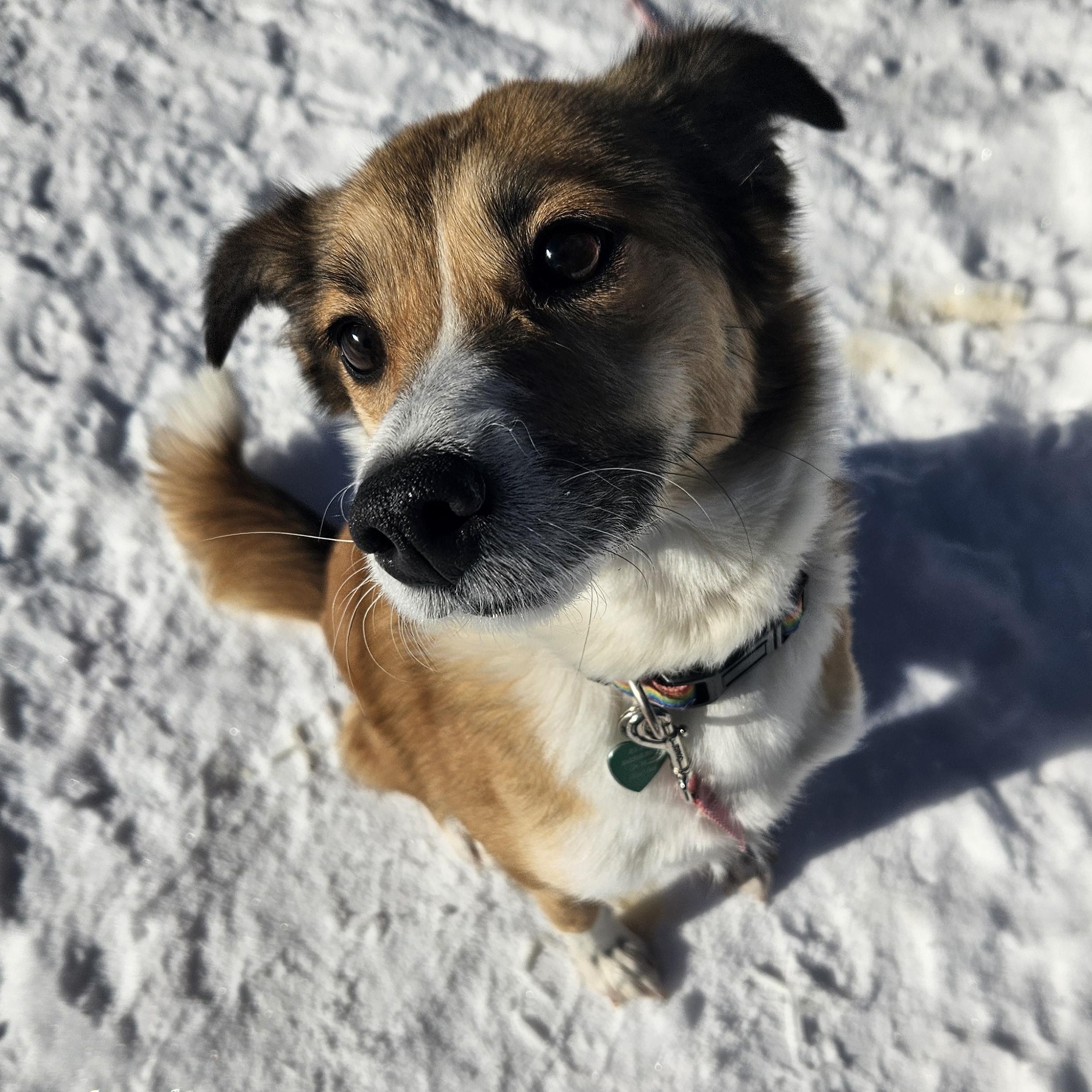 Enlarge Freya, an adopted mixed breed in Livonia, MI image 2/5