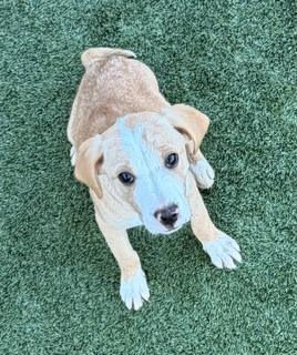 Flick , ADOPTABLE, Puppy Male Hound.