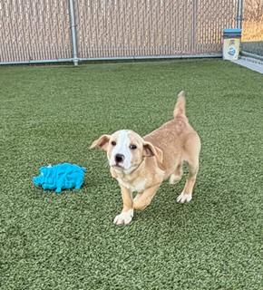 Enlarge Flick , a ADOPTABLE mixed breed in Liberty, MO image 2/5