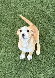 Enlarge Flick , a ADOPTABLE mixed breed in Liberty, MO image 3/5