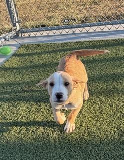 Enlarge Flick , a ADOPTABLE mixed breed in Liberty, MO image 4/5