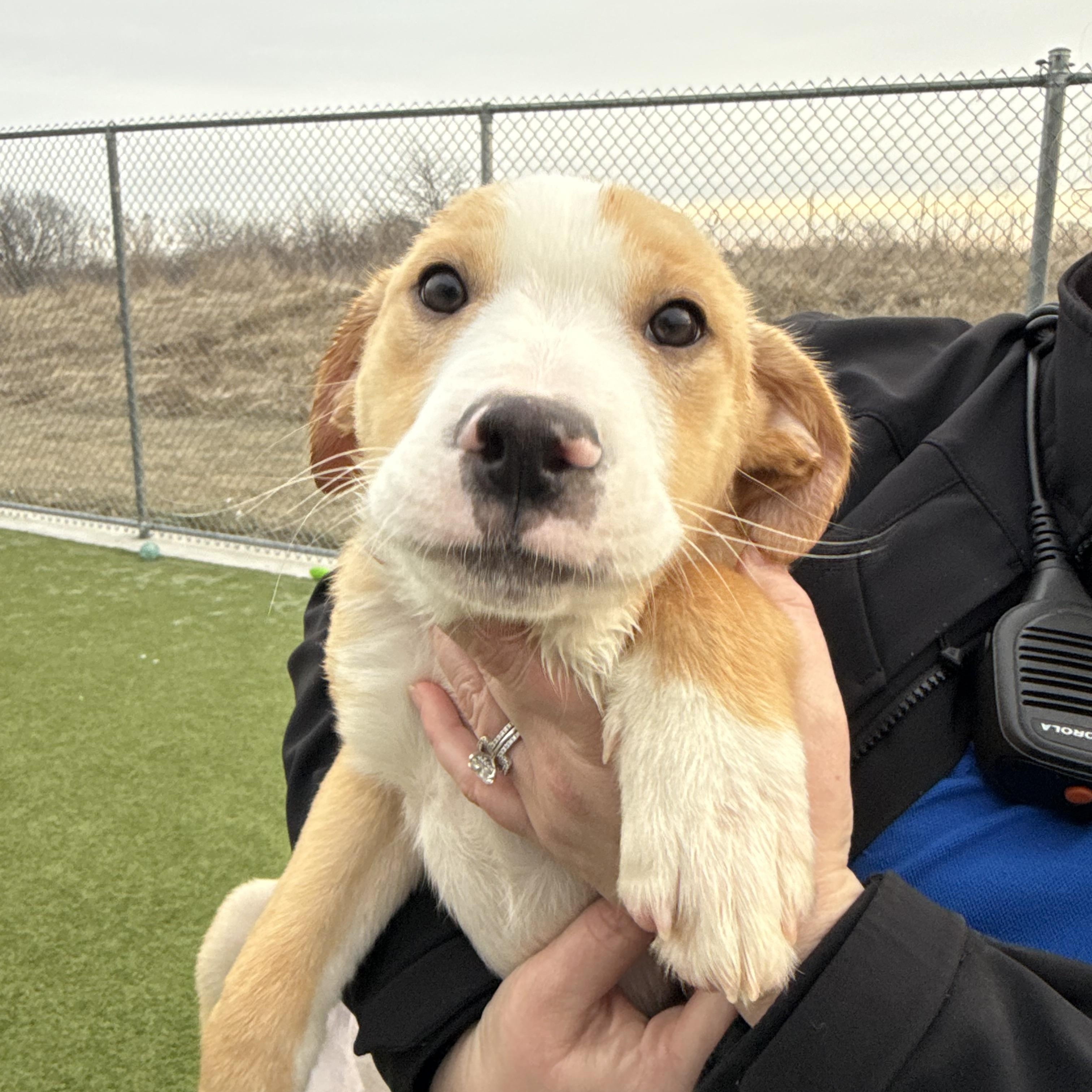 Flick , ADOPTABLE, Puppy Male Labrador Retriever.
