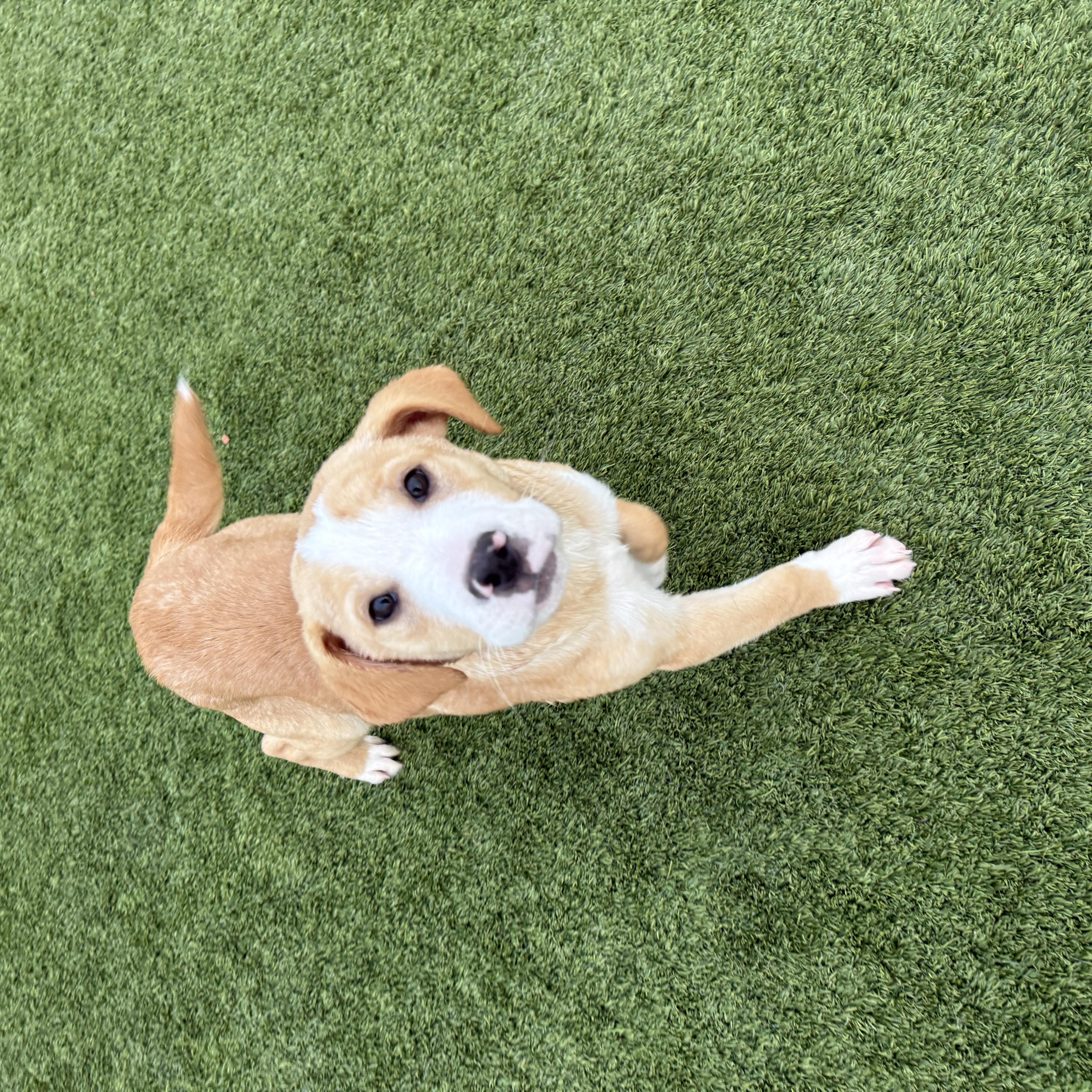 Enlarge Flick , an adopted mixed breed in Liberty, MO image 3/5