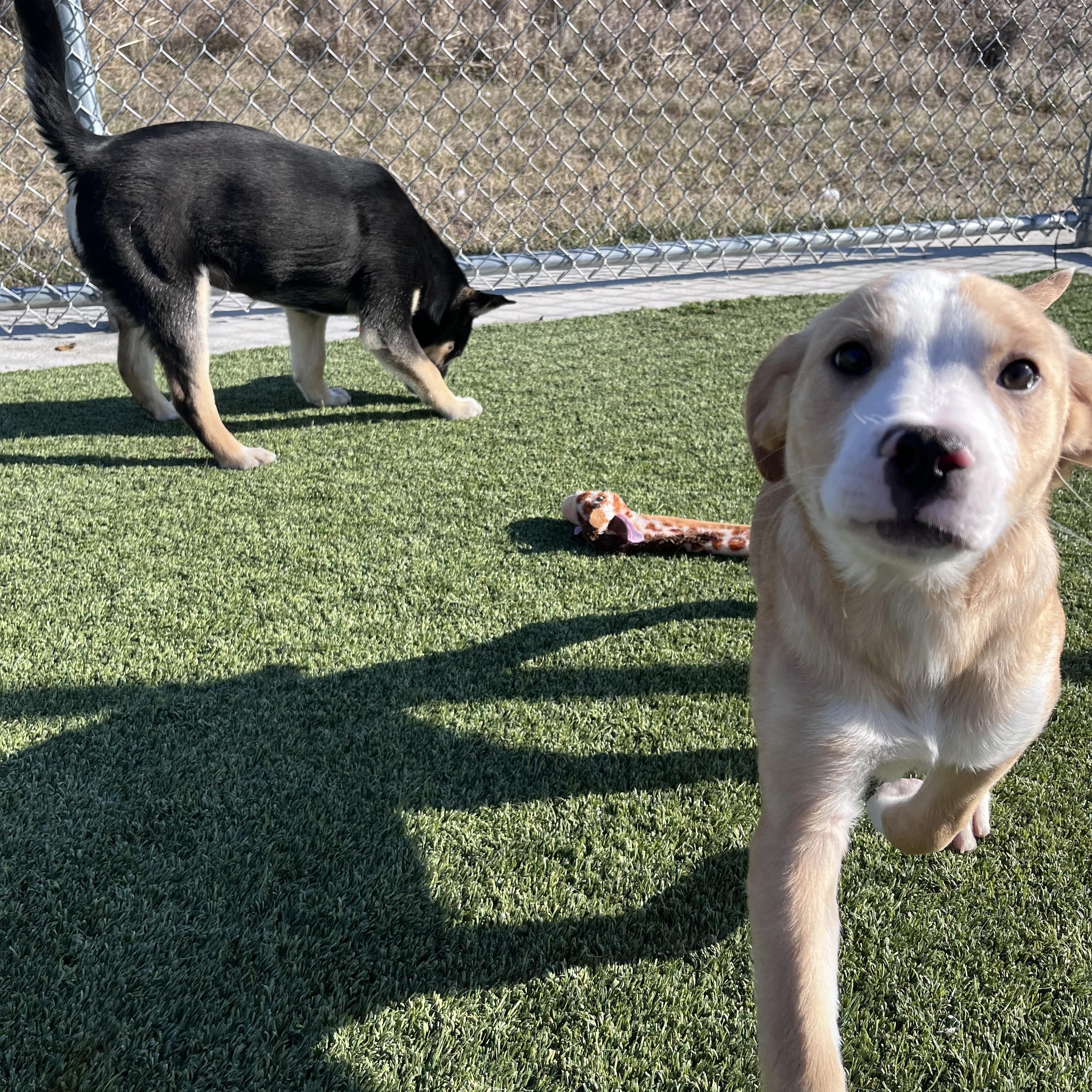 Enlarge Flick , an adopted mixed breed in Liberty, MO image 2/5