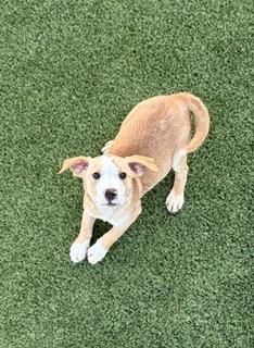 Enlarge Flick , a ADOPTABLE mixed breed in Liberty, MO image 5/5