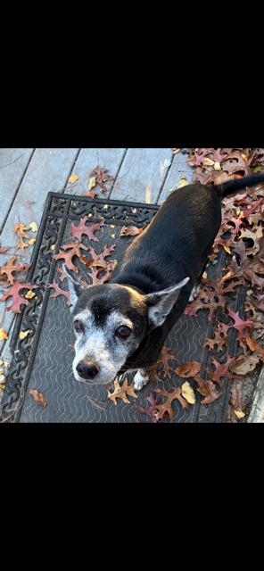 Tego Calderon, a Adoptable mixed breed in Randolph, MA image 1/4
