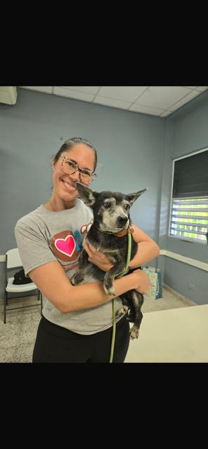 Tego Calderon, a Adoptable mixed breed in Randolph, MA image 2/4