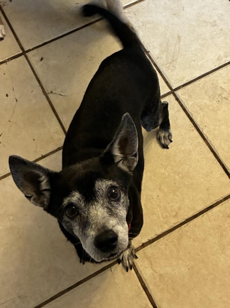 Tego Calderon, a Adoptable mixed breed in Randolph, MA image 4/4