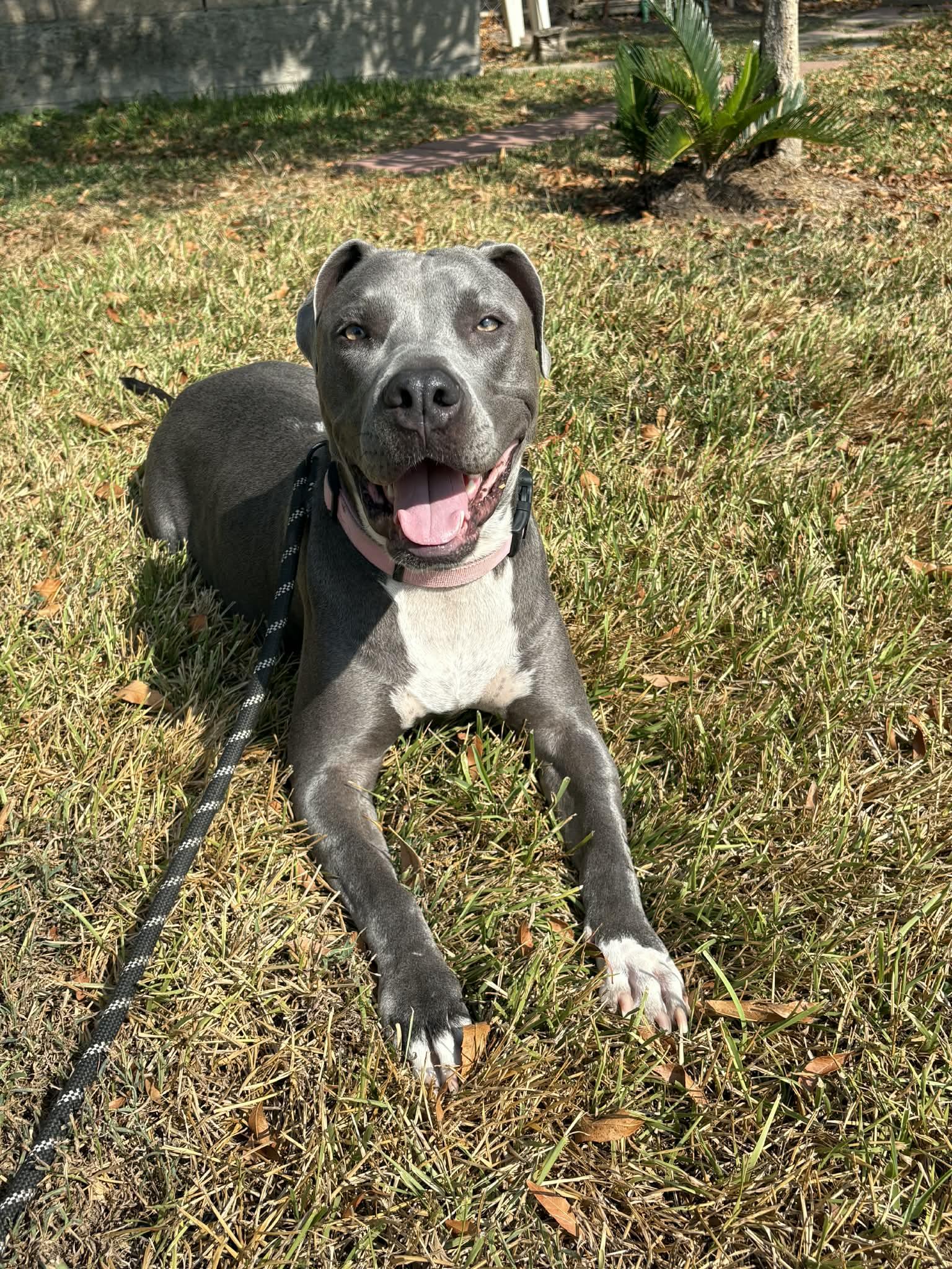 Enlarge Be, a Adoptable American Bully in Dallas, TX image 1/5