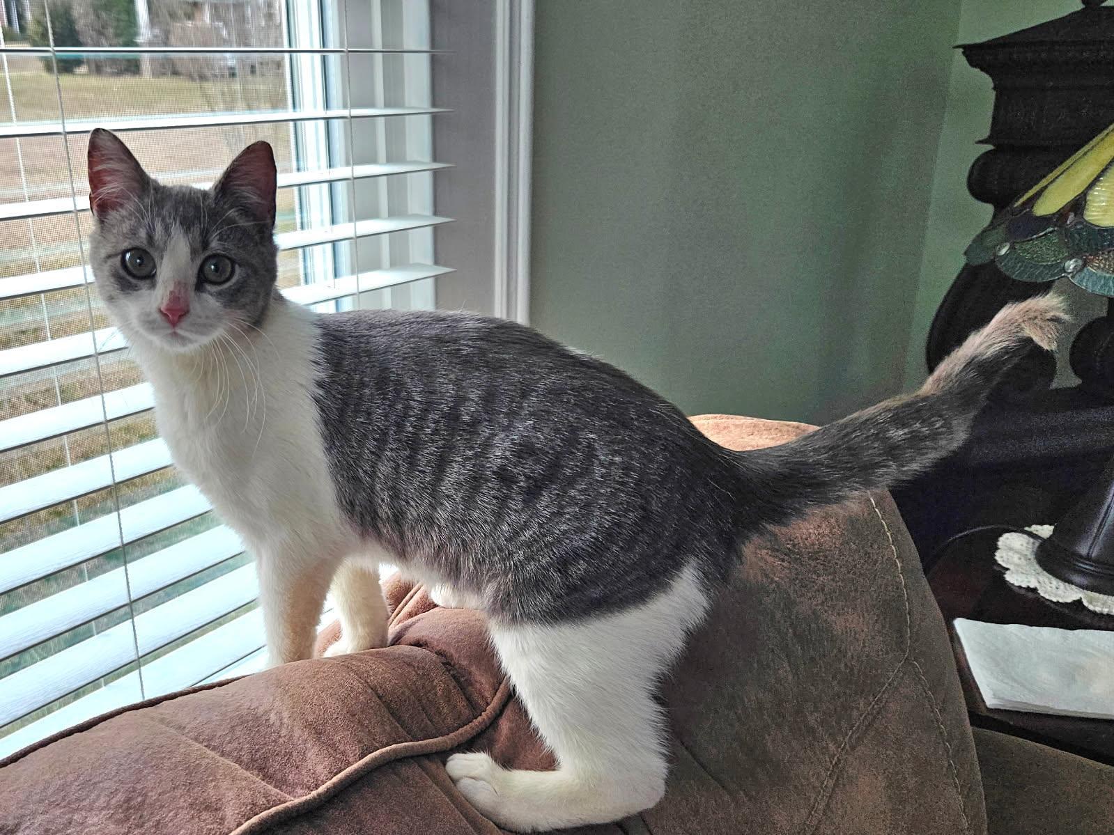 Enlarge Millie, a ADOPTABLE Domestic Short Hair in Seneca, SC image 2/3