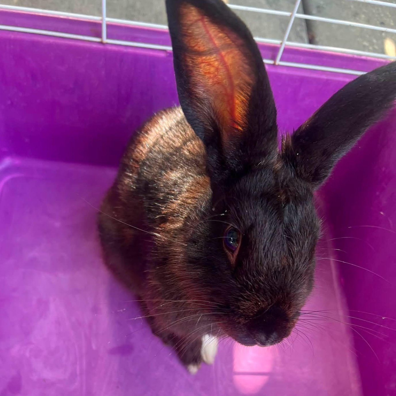 Enlarge Boudin, a Adoptable Bunny Rabbit in Paradis, LA image 1/1