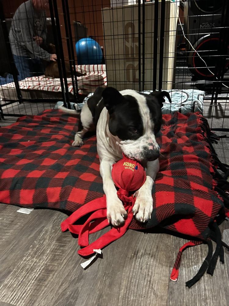 Enlarge Amara, a Adoptable mixed breed in Irwin, PA image 5/6