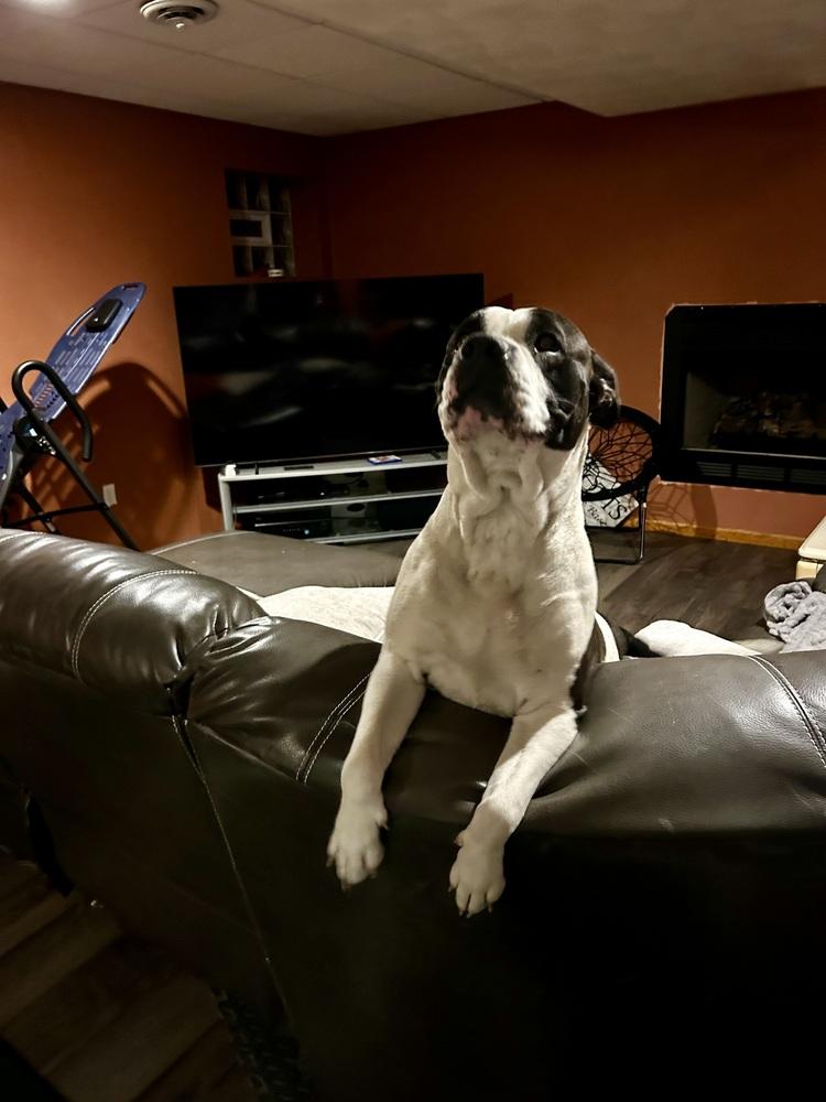 Enlarge Amara, a Adoptable mixed breed in Irwin, PA image 4/6