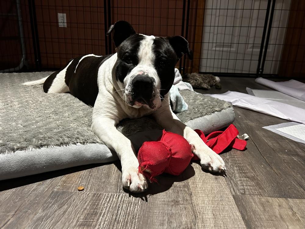 Enlarge Amara, a Adoptable mixed breed in Irwin, PA image 2/6