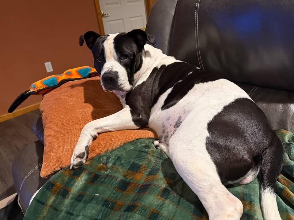 Enlarge Amara, a Adoptable mixed breed in Irwin, PA image 2/5