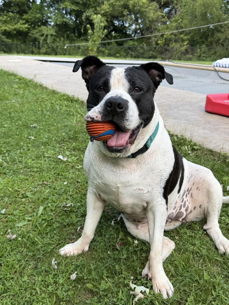 Amara, Adoptable, Young Female American Bulldog & Mixed Breed.